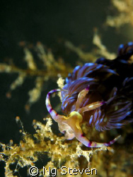 Flebelina by Ng Steven 